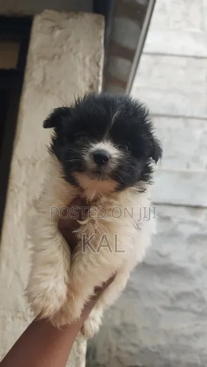 1-3 months Female Mixed Breed Maltese
