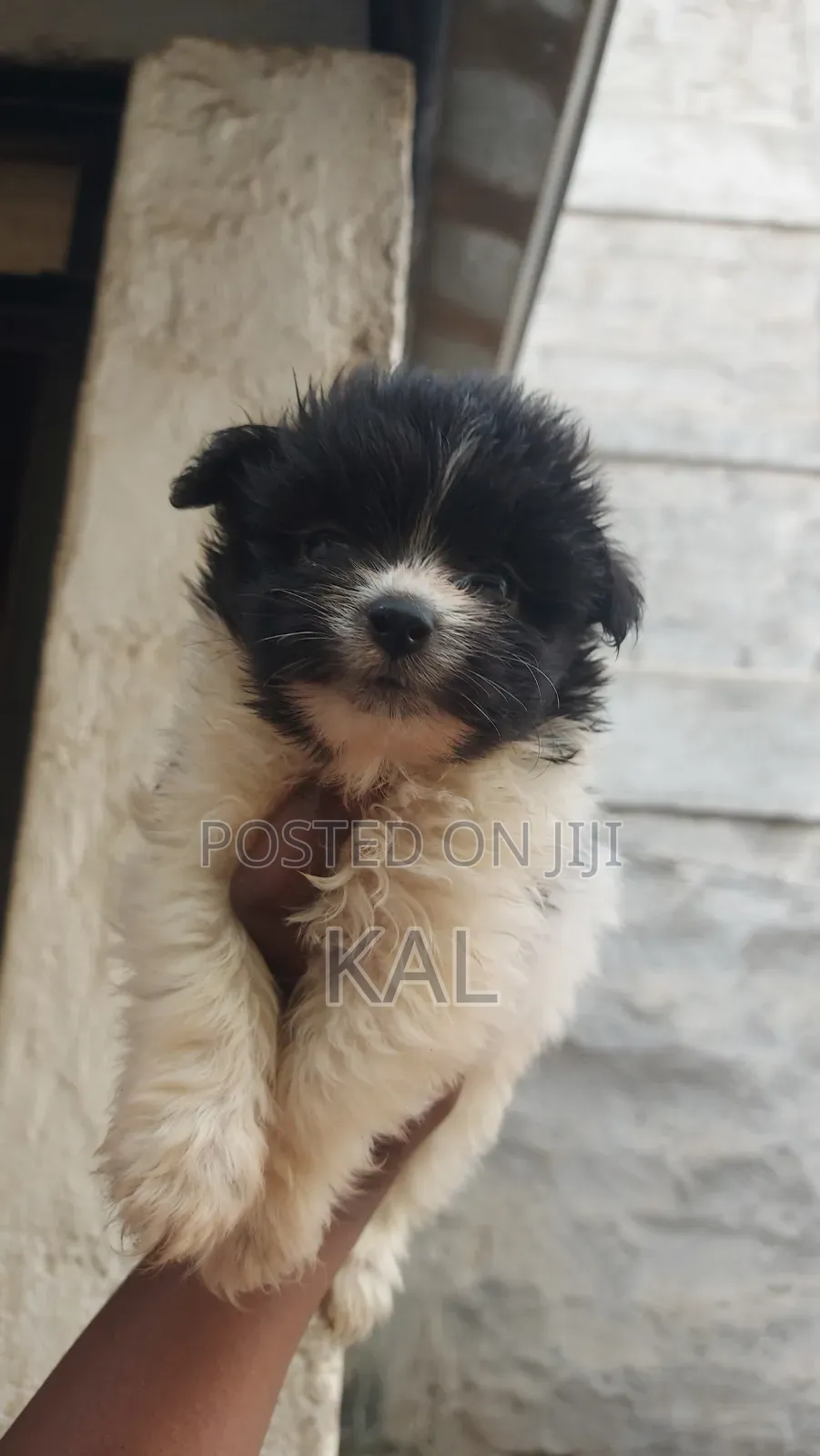 1-3 months Female Mixed Breed Maltese
