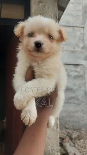 1-3 months Female Mixed Breed Maltese
