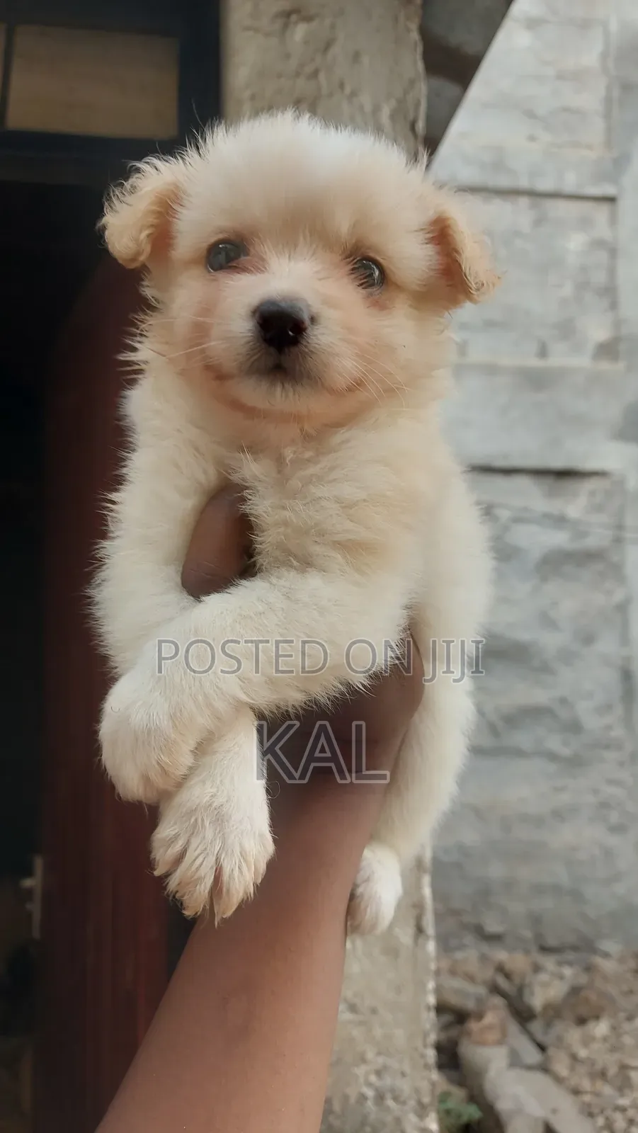 1-3 months Female Mixed Breed Maltese