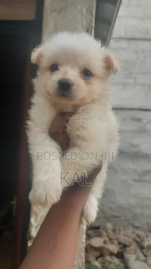 1-3 months Female Mixed Breed Maltese