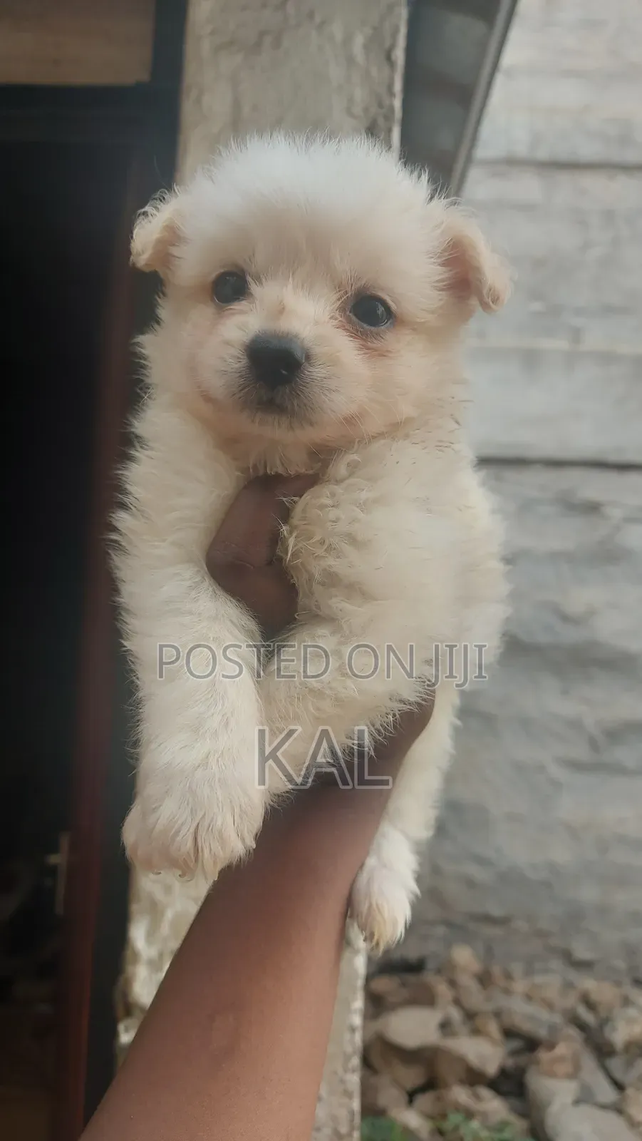1-3 months Female Mixed Breed Maltese
