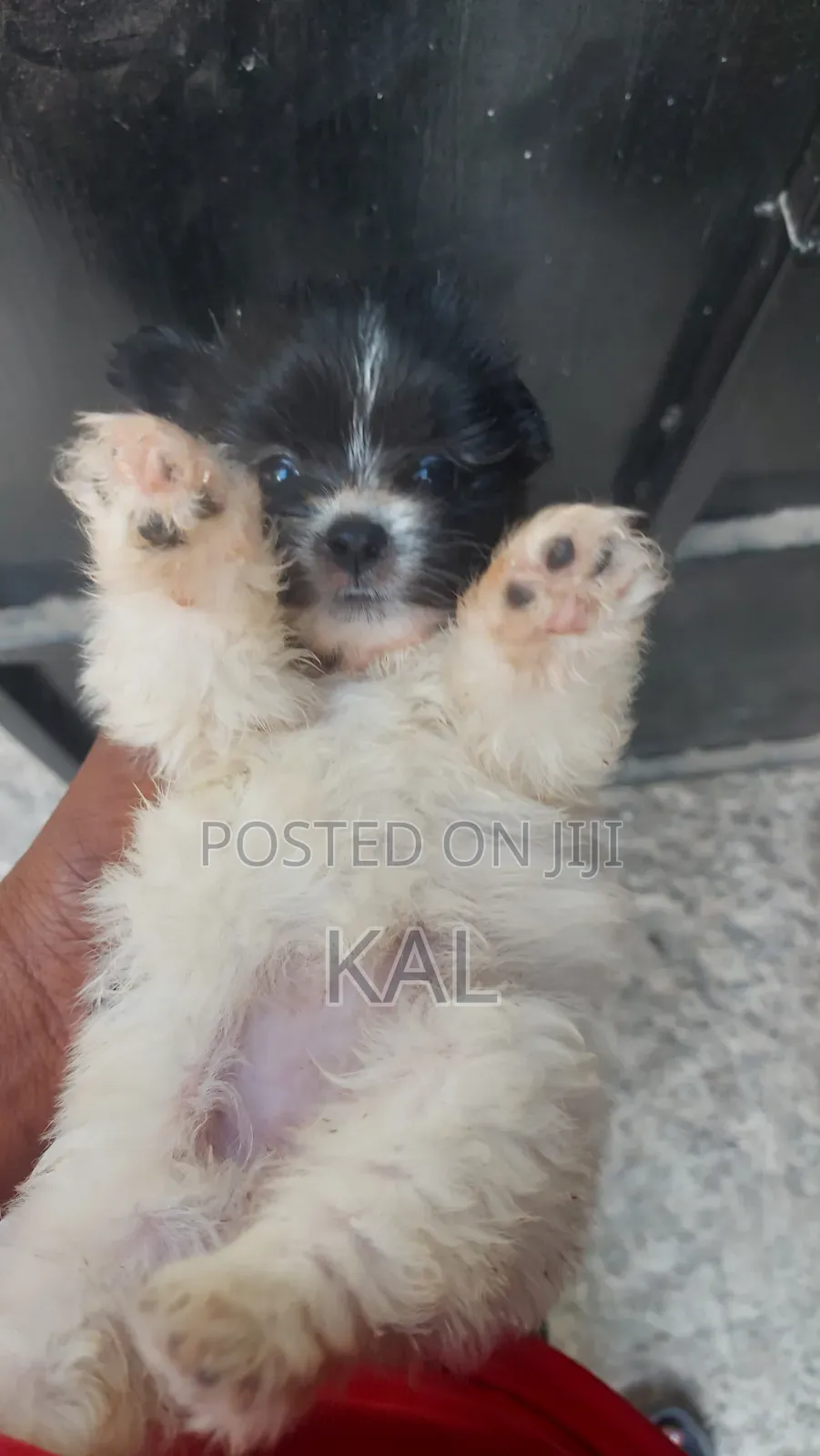1-3 months Female Mixed Breed Maltese