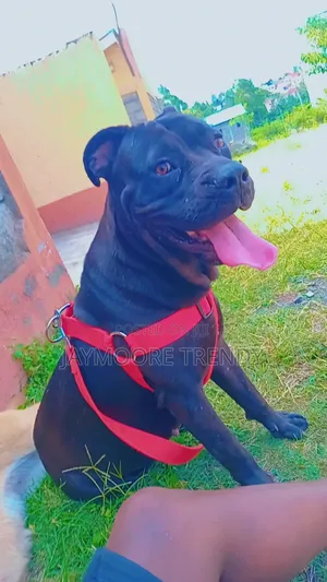 6-12 months Female Purebred American Pit Bull Terrier
