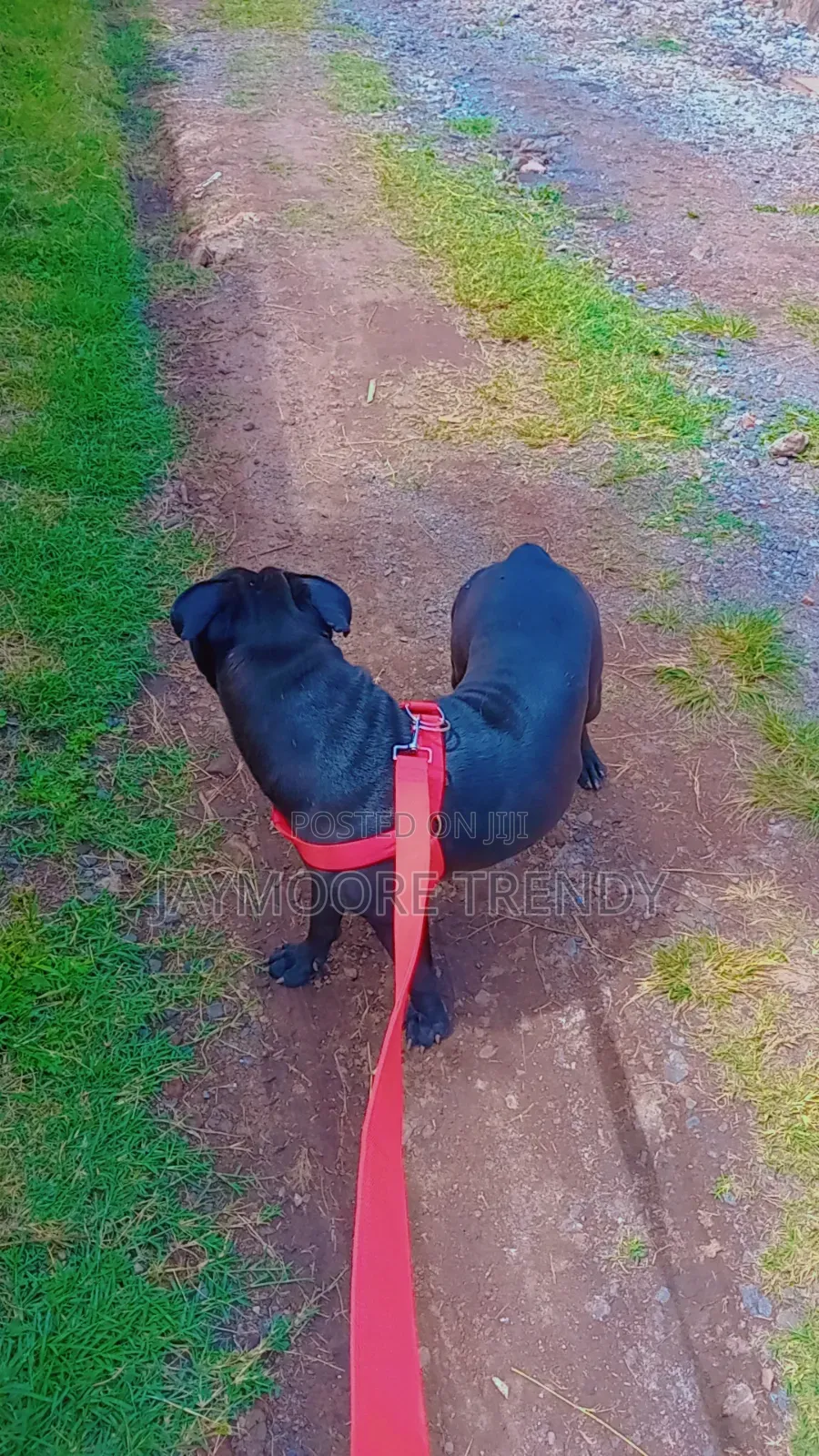 6-12 months Female Purebred American Pit Bull Terrier