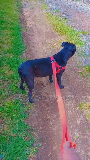 6-12 months Female Purebred American Pit Bull Terrier