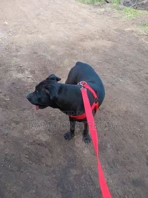 6-12 months Female Purebred American Pit Bull Terrier