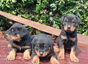 1-3 months Female Purebred Rottweiler