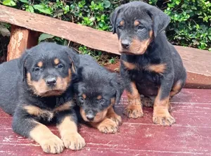 1-3 months Male Purebred Rottweiler