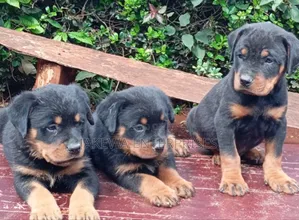 1-3 months Male Purebred Rottweiler