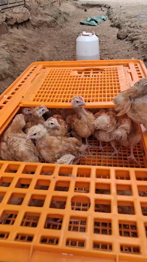Megaline Poultry Farm