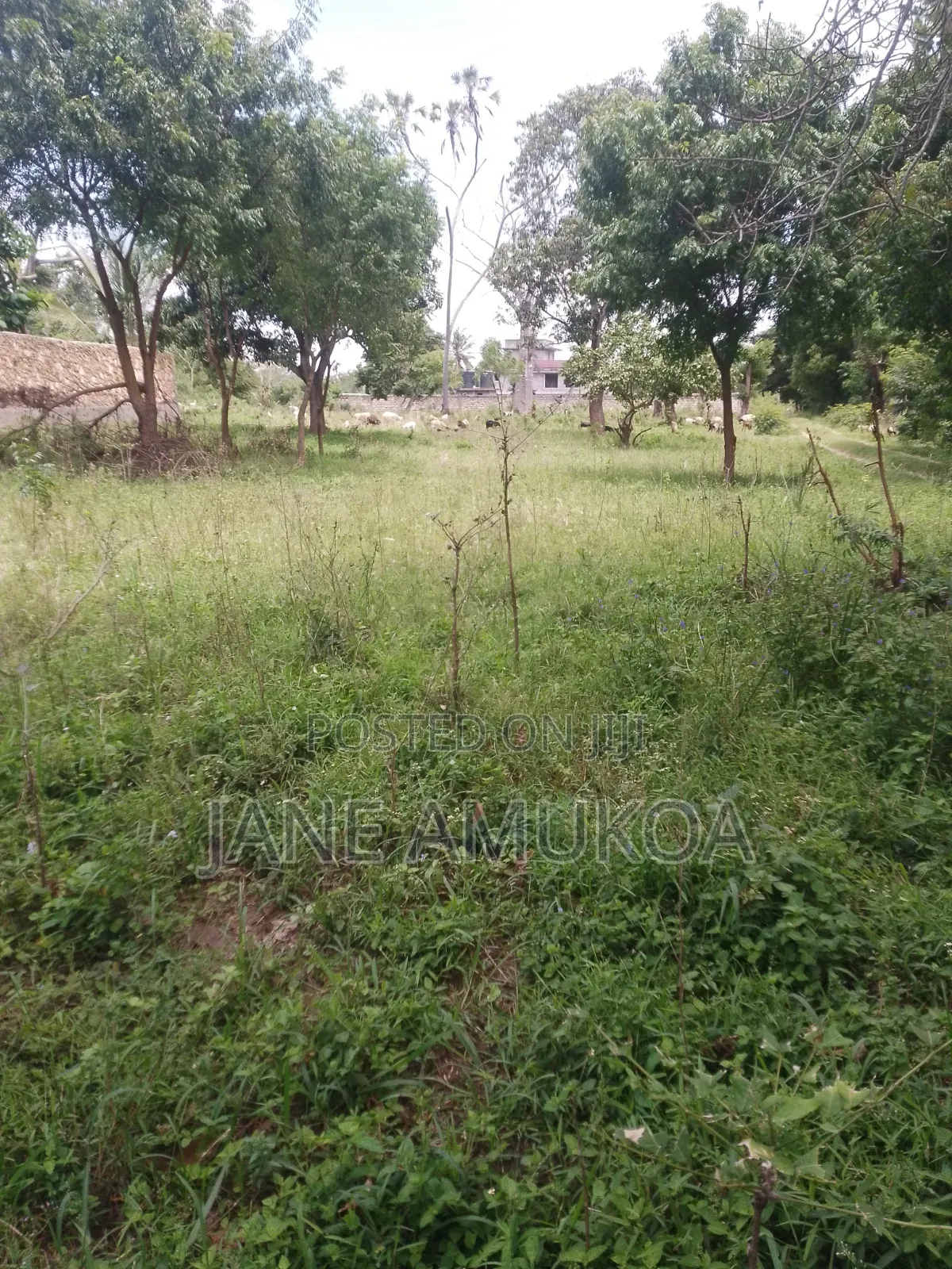 50 X 100 Plots Mtwapa Mtepeni