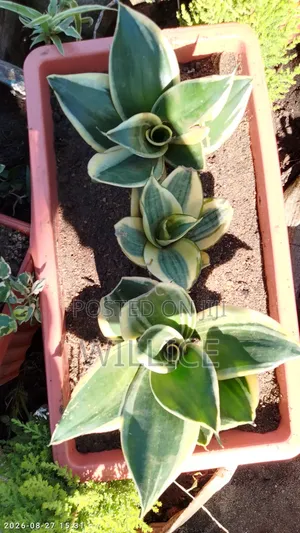 Ornamental Plant