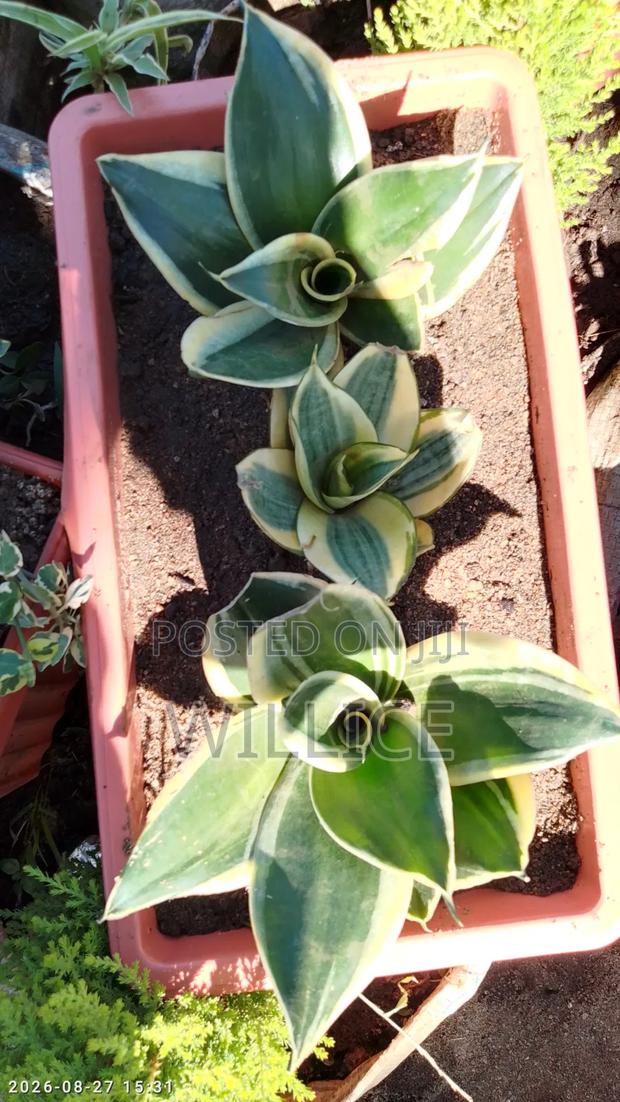 Ornamental Plant - main view