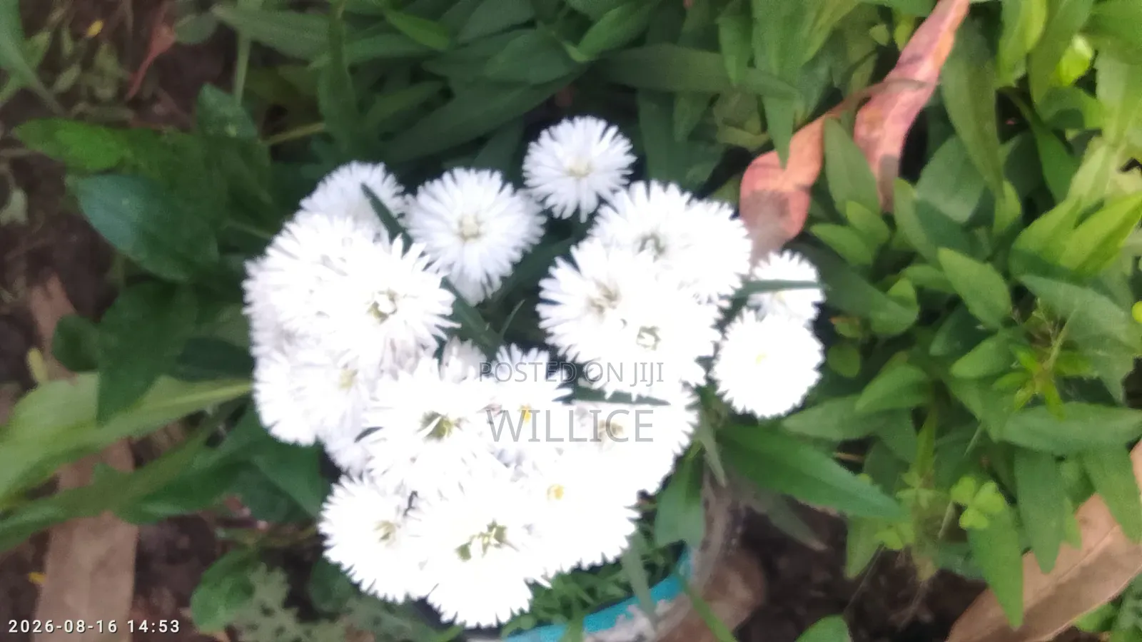 Ornamental Plant