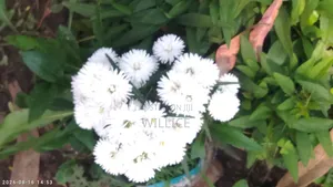 Ornamental Plant
