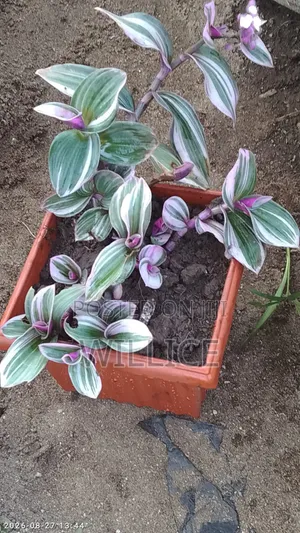 Ornamental Plant