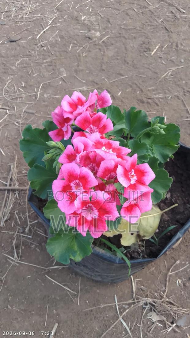 Ornamental Plant - thumbnail 5