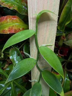 Vanilla Cuttings for Planting