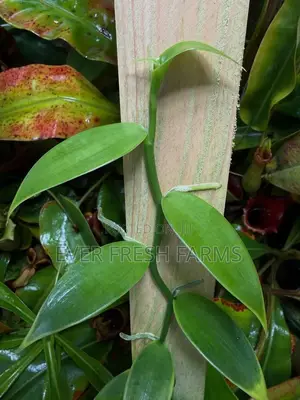 Vanilla Cuttings for Planting