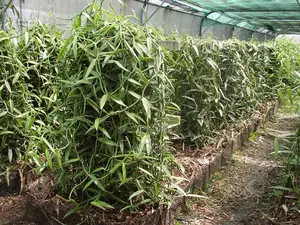 Vanilla Cuttings for Planting
