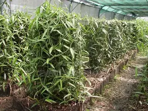 Vanilla Cuttings for Planting