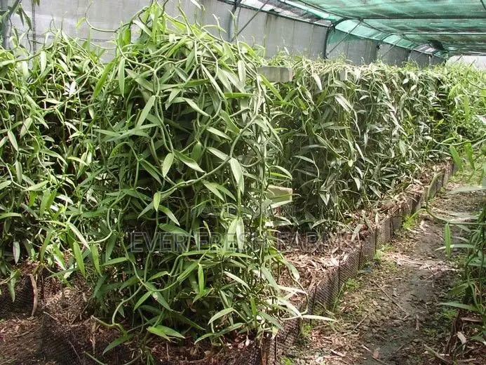 Vanilla Cuttings for Planting