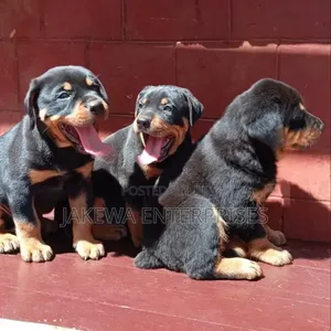 1-3 months Male Purebred Rottweiler