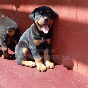 1-3 months Female Purebred Rottweiler