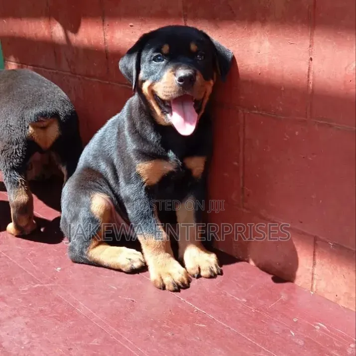 1-3 months Female Purebred Rottweiler