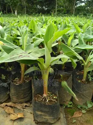 Plantain Tubers