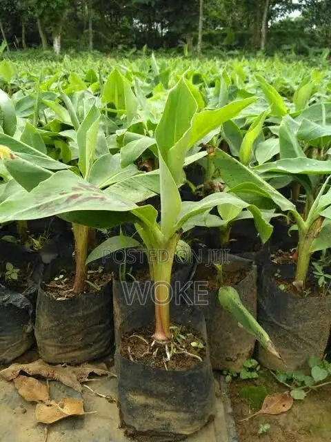 Plantain Tubers