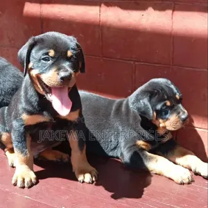 1-3 months Male Purebred Rottweiler