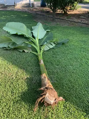 Plantain Tubers