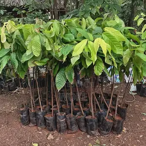 Cocoa Seedlings