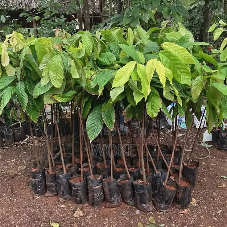 Cocoa Seedlings