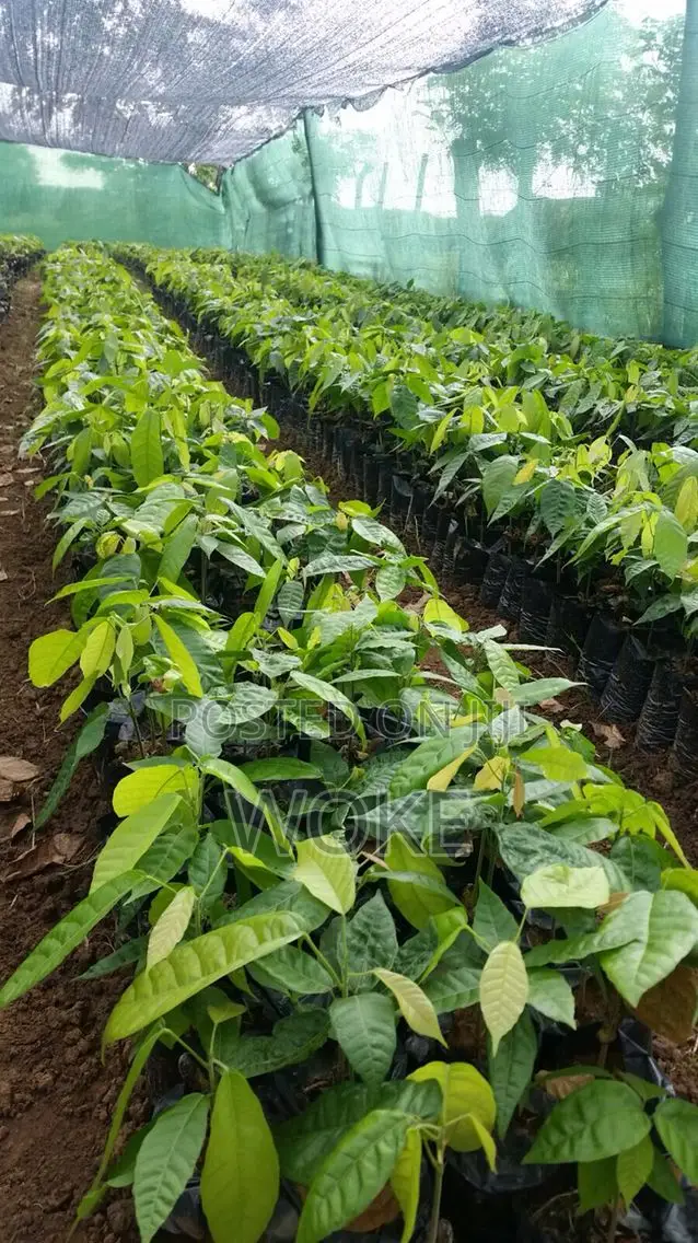 Cocoa Seedlings