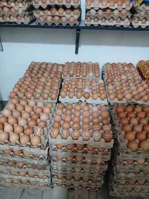 Eggs Available