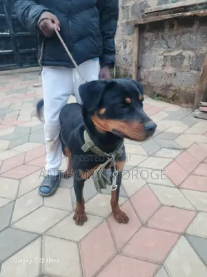 6-12 months Female Purebred Rottweiler