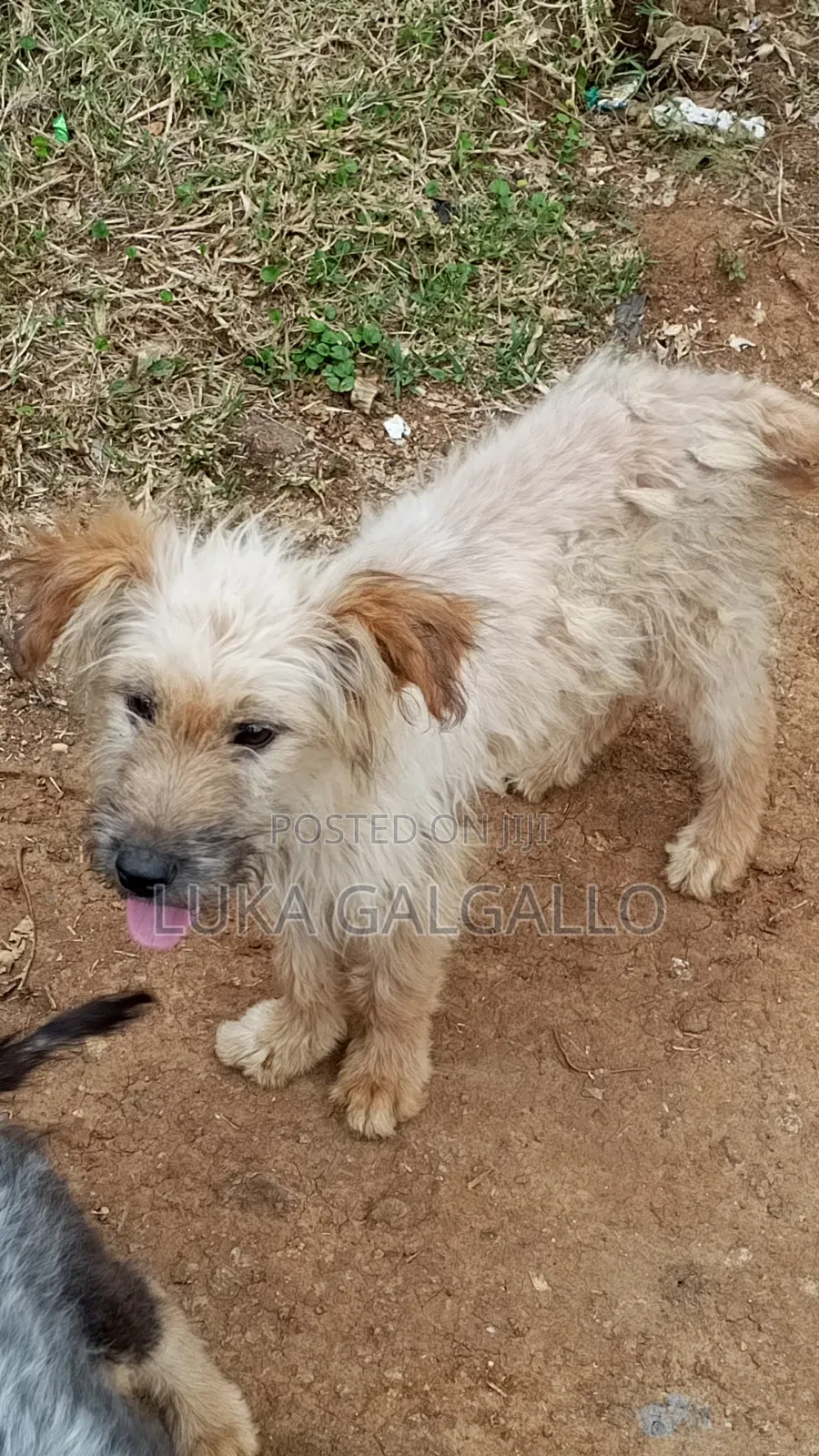 3-6 months Male Mixed Breed Labradoodle
