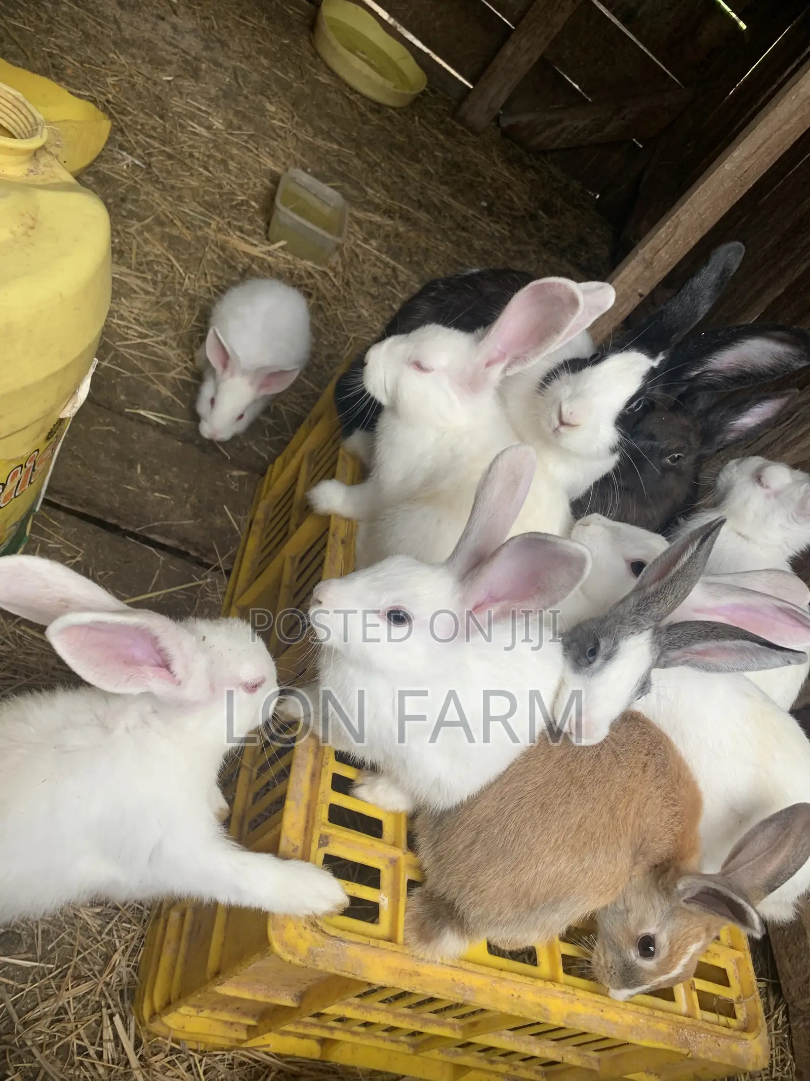 New Zealand White Dutch Havana California White Chinchilla Palamino