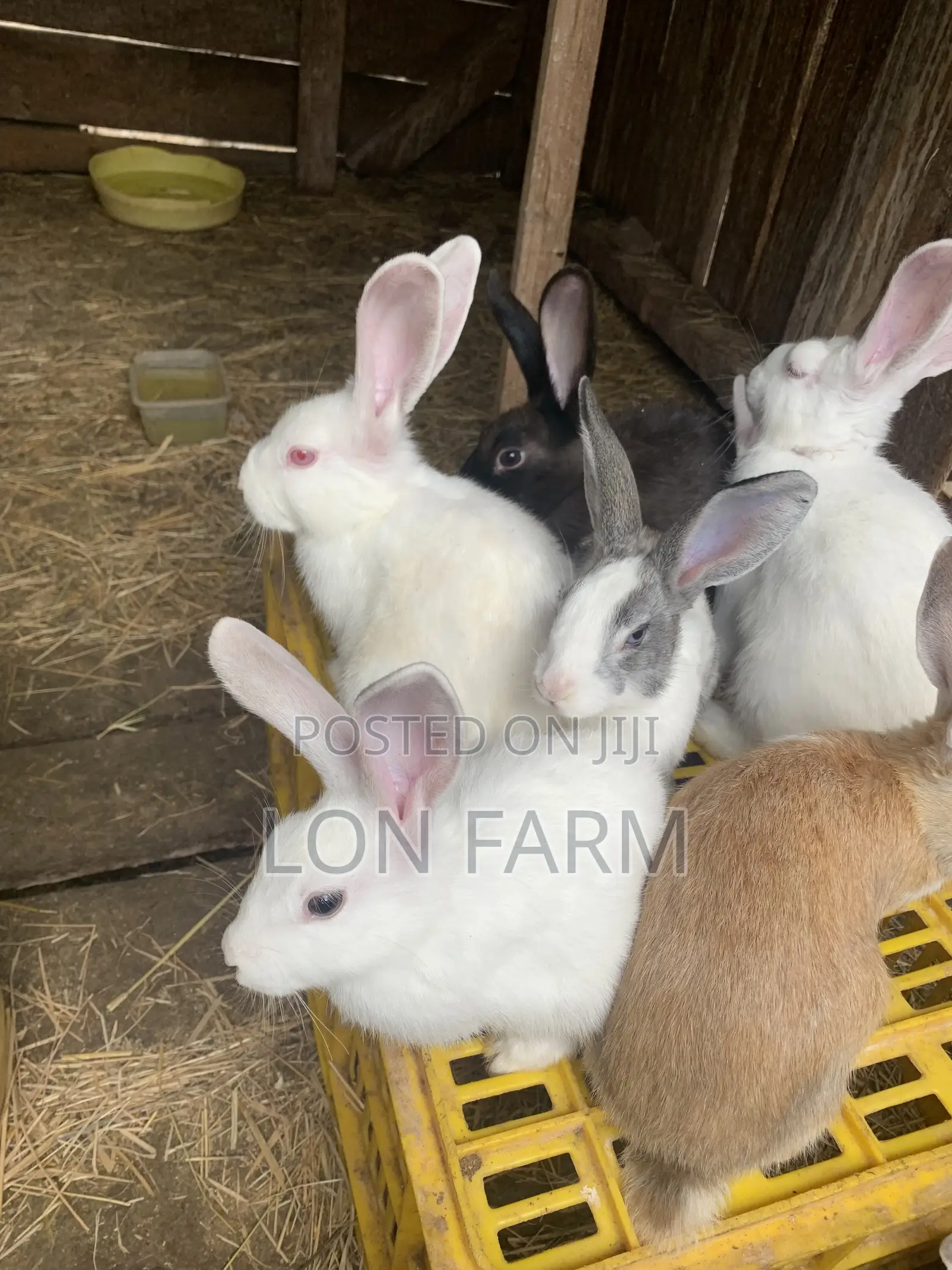 New Zealand White Dutch Havana California White Chinchilla Palamino
