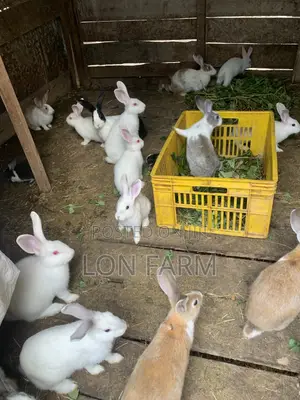 New Zealand White Dutch Havana California White Chinchilla Palamino