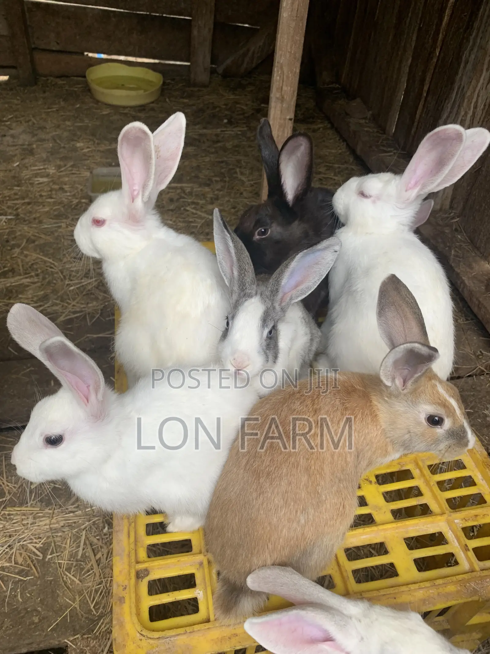 New Zealand White Dutch Havana California White Chinchilla Palamino