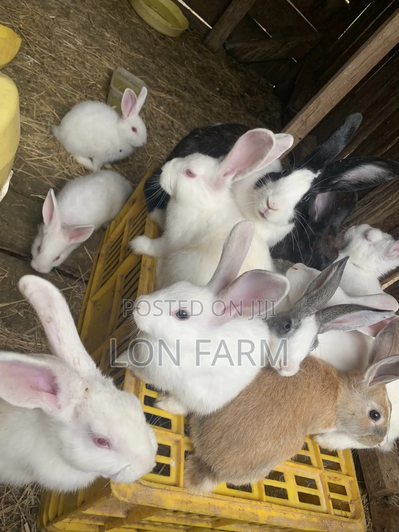 New Zealand White Dutch Havana California White Chinchilla Palamino
