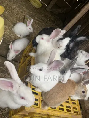 New Zealand White Dutch Havana California White Chinchilla Palamino