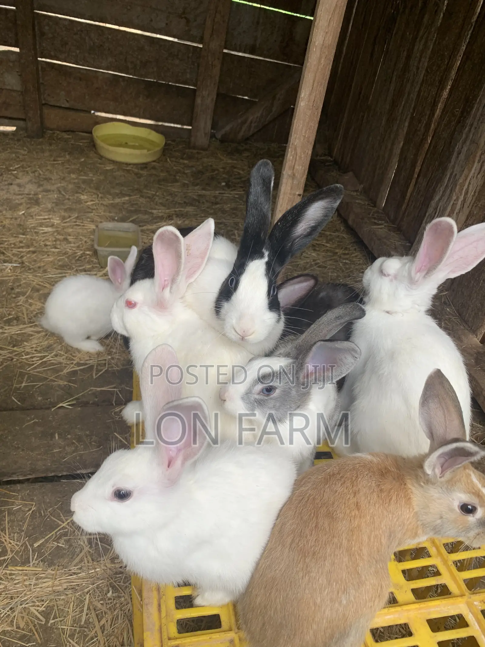 New Zealand White Dutch Havana California White Chinchilla Palamino