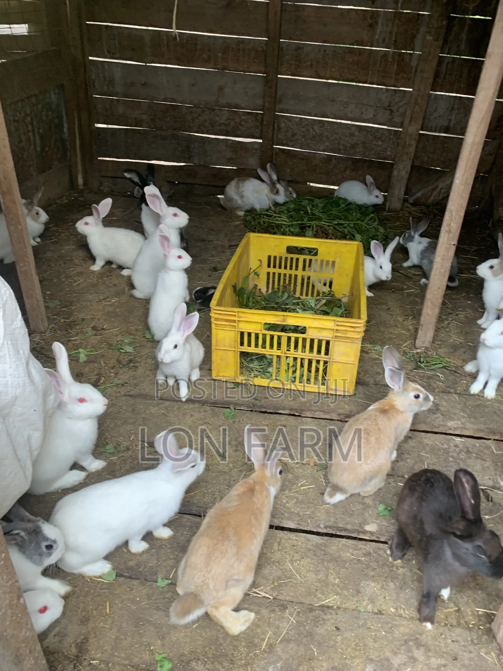New Zealand White Dutch Havana California White Chinchilla Palamino
