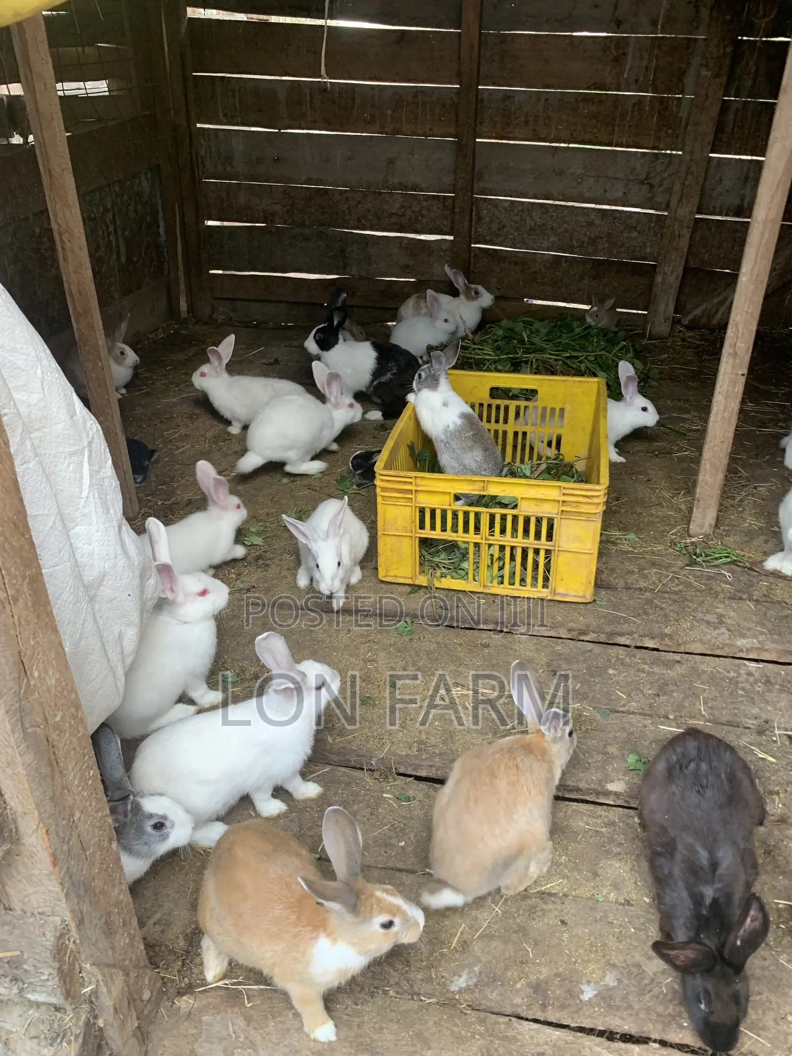 New Zealand White Dutch Havana California White Chinchilla Palamino
