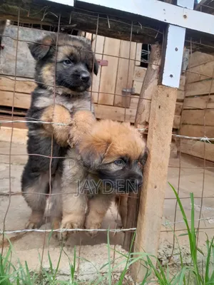 1-3 months Male Purebred German Shepherd